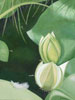 Lotus1_oil on canvas_40x60cm